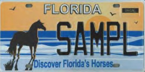 Discover Florida’s Horses