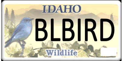 BLUEBIRD