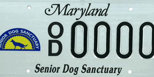 Senior Dog Sanctuary