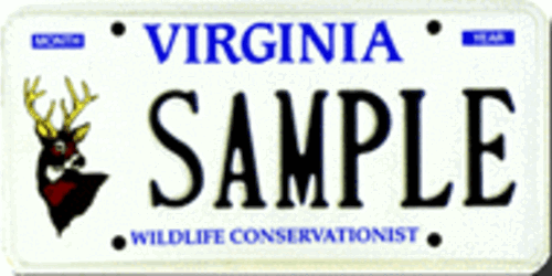 Wildlife Whitetail Deer
