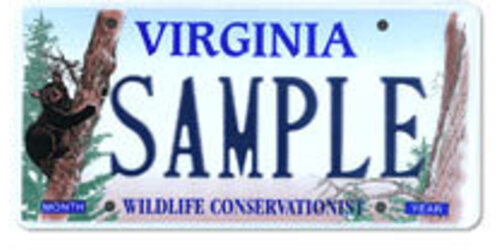 Wildlife Bear