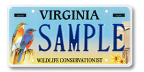 Wildlife Bluebird